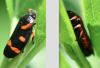 Cercopis intermedia